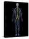 Human Nervous System, Artwork-SCIEPRO-Premier Image Canvas