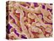 Human Placenta-Micro Discovery-Premier Image Canvas