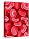 Human Red Blood Cells-Micro Discovery-Premier Image Canvas
