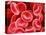 Human Red Blood Cells-Micro Discovery-Premier Image Canvas