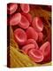 Human Red Blood Cells-Micro Discovery-Premier Image Canvas