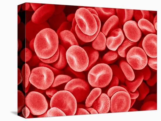 Human Red blood cells-Micro Discovery-Premier Image Canvas