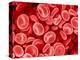 Human Red blood cells-Micro Discovery-Premier Image Canvas