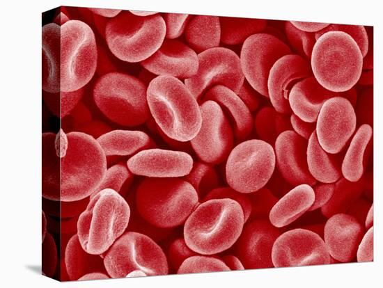 Human Red blood cells-Micro Discovery-Premier Image Canvas