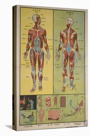 Human Skeletal System and Muscles-null-Stretched Canvas