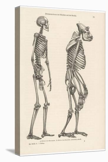 Human Skeleton Compared with That of a Gorilla-null-Premier Image Canvas