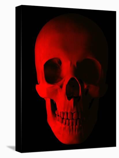 Human Skull-Roger Harris-Premier Image Canvas