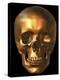 Human Skull-Roger Harris-Premier Image Canvas