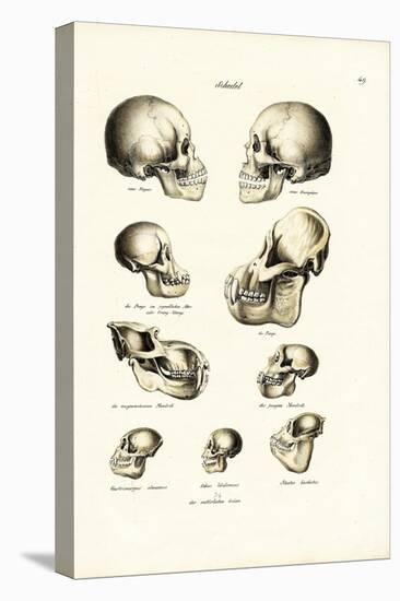 Human Skulls, 1824-Karl Joseph Brodtmann-Premier Image Canvas