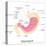 Human Stomach Anatomy-stockshoppe-Stretched Canvas