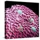 Human Tongue Surface, SEM-Science Photo Library-Premier Image Canvas