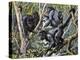 Humboldt's Woolly Monkey (Lagothrix Lagotricha), Cebidae, Drawing-null-Premier Image Canvas