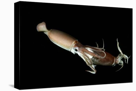 Humboldt Squid (Dosidicus Gigas) Cannibalising Another Squid of the Same Species-Franco Banfi-Premier Image Canvas