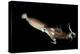 Humboldt Squid (Dosidicus Gigas) Cannibalising Another Squid of the Same Species-Franco Banfi-Premier Image Canvas