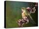 Hummer with Blossoms-Chris Vest-Stretched Canvas
