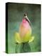 Hummingbird and the Lotus Flower-Jai Johnson-Premier Image Canvas