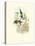 Hummingbird Delight I-John Gould-Stretched Canvas