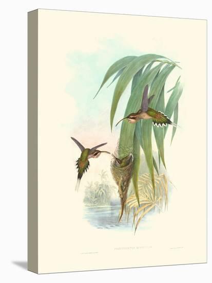 Hummingbird Delight III-John Gould-Stretched Canvas