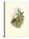 Hummingbird Delight IV-John Gould-Stretched Canvas