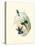Hummingbird Delight VI-John Gould-Stretched Canvas