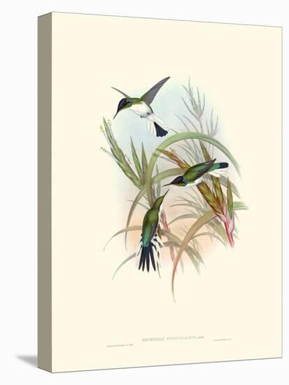 Hummingbird Delight VII-John Gould-Stretched Canvas