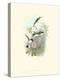 Hummingbird Delight VIII-John Gould-Stretched Canvas
