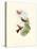 Hummingbird Delight XI-John Gould-Stretched Canvas