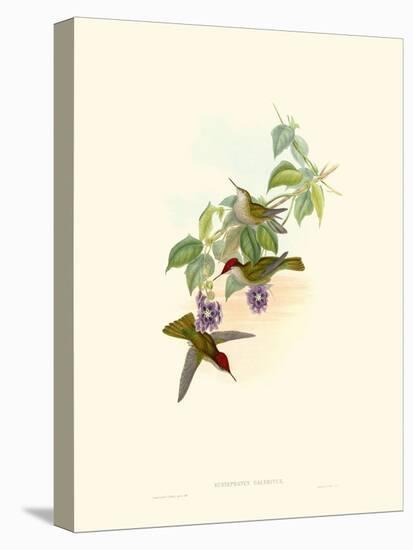 Hummingbird Delight XII-John Gould-Stretched Canvas