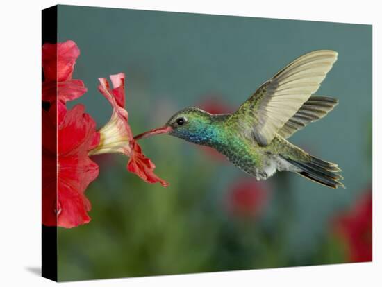 Hummingbird Feeding on Petunia, Madera Canyon, Arizona, USA-Rolf Nussbaumer-Premier Image Canvas