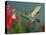 Hummingbird Feeding on Petunia, Madera Canyon, Arizona, USA-Rolf Nussbaumer-Premier Image Canvas