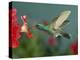 Hummingbird Feeding on Petunia, Madera Canyon, Arizona, USA-Rolf Nussbaumer-Premier Image Canvas