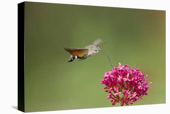 Hummingbird Hawkmoth in Flight Feeding on Valerian-null-Premier Image Canvas