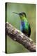 Hummingbird I-Larry Malvin-Premier Image Canvas