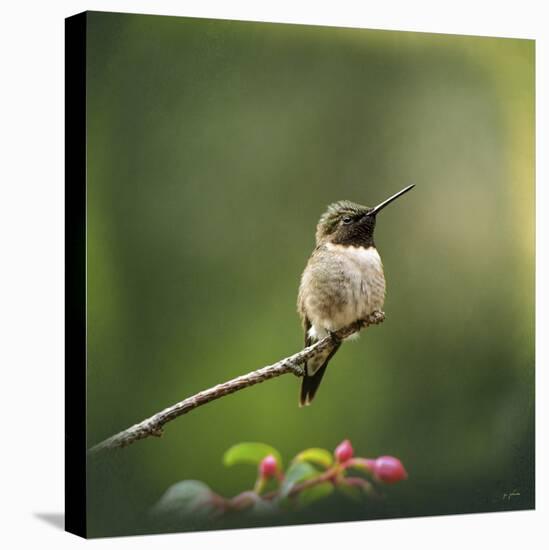 Hummingbird in the Garden-Jai Johnson-Premier Image Canvas