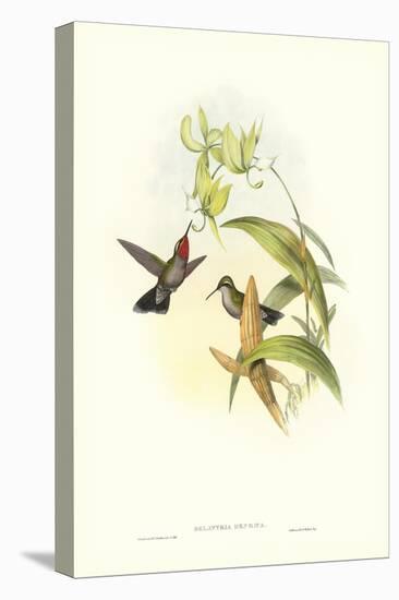 Hummingbird IV-John Gould-Stretched Canvas