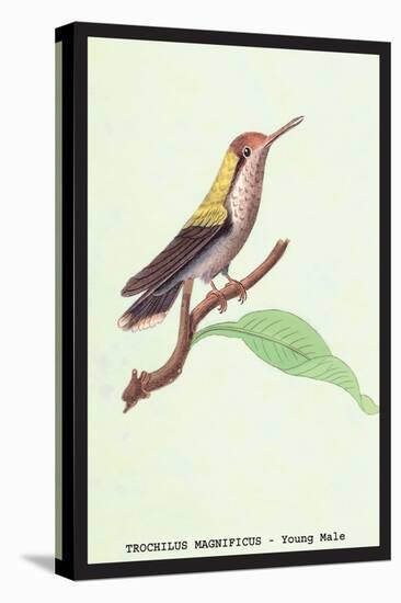 Hummingbird: Male Trochilus Magnificus-Sir William Jardine-Stretched Canvas