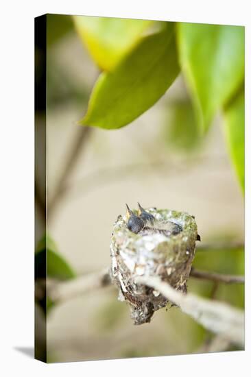 Hummingbird Nest-Karyn Millet-Premier Image Canvas