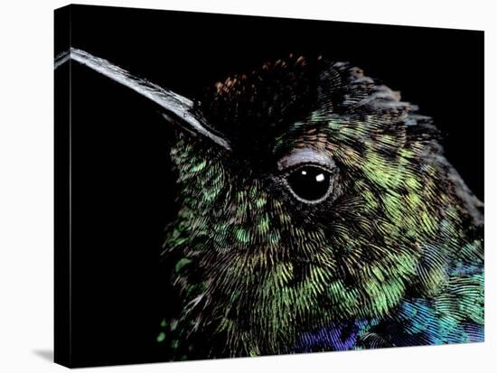 Hummingbird Resting, Barro Colorado Island, Panama-Christian Ziegler-Premier Image Canvas