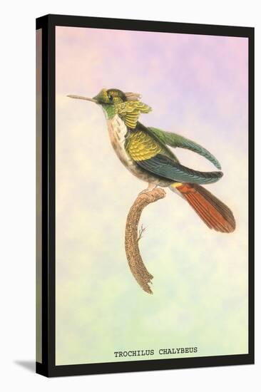 Hummingbird: Trochilus Chalybeus-Sir William Jardine-Stretched Canvas