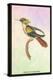 Hummingbird: Trochilus Chalybeus-Sir William Jardine-Stretched Canvas