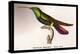 Hummingbird: Trochilus Gramineus-Sir William Jardine-Stretched Canvas