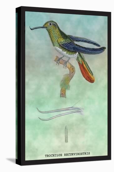 Hummingbird: Trochilus Recurvirostris-Sir William Jardine-Stretched Canvas