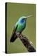 Hummingbird V-Larry Malvin-Premier Image Canvas