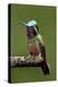 Hummingbird VI-Larry Malvin-Premier Image Canvas