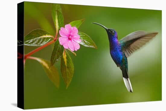 Hummingbird Violet Sabrewing Flying next to Beautiful Pink Flower-Ondrej Prosicky-Premier Image Canvas