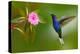 Hummingbird Violet Sabrewing Flying next to Beautiful Pink Flower-Ondrej Prosicky-Premier Image Canvas