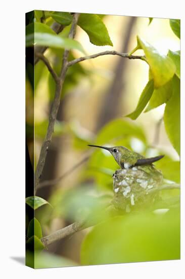 Hummingbird-Karyn Millet-Premier Image Canvas