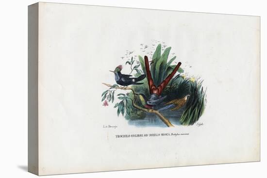 Hummingbirds, 1863-79-Raimundo Petraroja-Premier Image Canvas