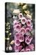 Hummingbirds - Foxgloves-William Vanderdasson-Premier Image Canvas