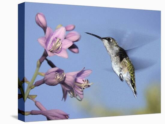 Hummingbirds in Indianapolis Backyard, Indiana, Usa-Anna Miller-Premier Image Canvas